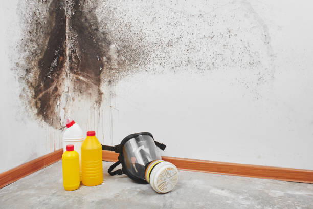 Best Mold Remediation  in Redlands, CA