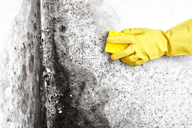 Mold Removal and Inspection in Redlands, CA