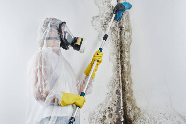 Best Office Mold Removal Services  in Redlands, CA