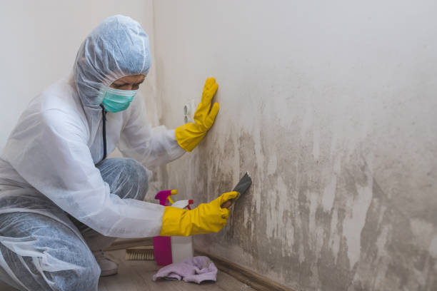 Best Office Mold Removal Services  in Redlands, CA