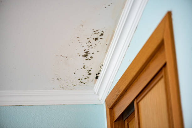Best Home Mold Removal  in Redlands, CA