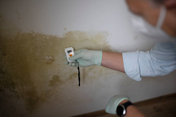 Best Crawl Space Mold Removal  in Redlands, CA