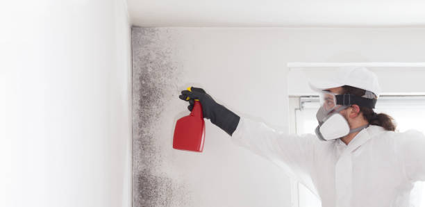 Best Professional Mold Removal  in Redlands, CA