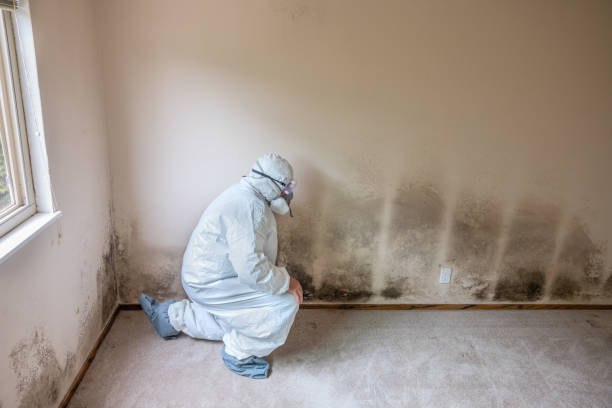 Best Certified Mold Removal  in Redlands, CA