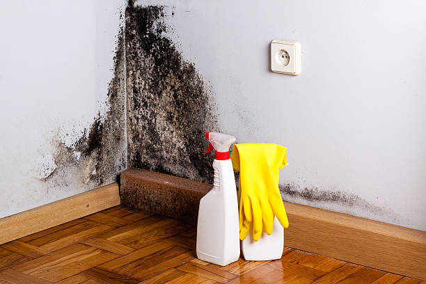 Best Mold Cleaning Services  in Redlands, CA
