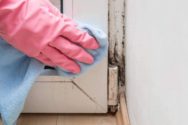 Best Mold Testing  in Redlands, CA